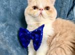Cream ESH - Exotic Kitten For Sale - Oklahoma City&comma; OK&comma; US