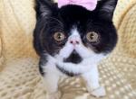 Tuxedo ESH female - Exotic Kitten For Sale - Oklahoma City&comma; OK&comma; US