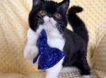 Sweet Tuxedo ESH - Exotic Kitten For Sale - Oklahoma City&comma; OK&comma; US