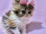 Brown Patched Tabby Exotic Longhair - Persian Kitten For Sale - Oklahoma City&comma; OK&comma; US