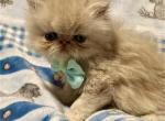 Cream Exotic Longhair - Persian Kitten For Sale - Oklahoma City&comma; OK&comma; US
