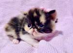 Calico ESH - Exotic Kitten For Sale - Oklahoma City&comma; OK&comma; US