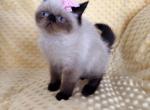 Seal Point Girl - Exotic Kitten For Sale - Oklahoma City&comma; OK&comma; US