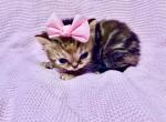 Tabby ESH - Exotic Kitten For Sale - Oklahoma City&comma; OK&comma; US