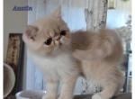 Austin - Exotic Kitten For Sale - 