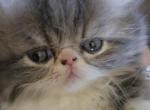 Levi Fluffington - Exotic Kitten For Sale - 