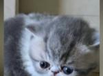 Calvin - Exotic Kitten For Sale - 