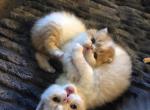 ALFREDO & MACARONI - Exotic Kitten For Sale - Warminster&comma; PA&comma; US