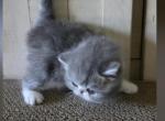 Jordache - Exotic Kitten For Sale - Warminster&comma; PA&comma; US