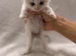 Female Ragdolls - Ragdoll Kitten For Sale - 