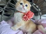 Moka - Scottish Fold Kitten For Sale - Kent&comma; WA&comma; US