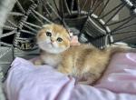Potato - Scottish Fold Kitten For Sale - Kent&comma; WA&comma; US