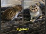 Toni tabby - Exotic Kitten For Sale - Warminster&comma; PA&comma; US