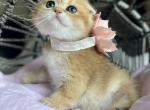 Potato - Scottish Fold Kitten For Sale - 