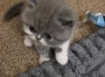 Blu Jean - Exotic Kitten For Sale - Warminster&comma; PA&comma; US