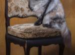 Trinity - Persian Cat For Sale - 