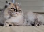 Xena - Persian Cat For Sale - Gladstone&comma; VA&comma; US