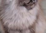 Rosie - Persian Cat For Sale - Gladstone&comma; VA&comma; US