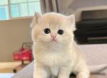 Prada Blue Golden - British Shorthair Kitten For Sale - 