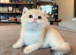 Butter Golden shaded - British Shorthair Kitten For Sale - 