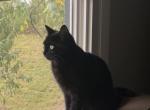 Kayla - Domestic Cat For Sale - 