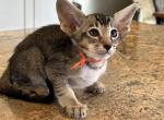Oriental Shorthair - Oriental Kitten For Sale - Norco&comma; CA&comma; US