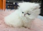 Persian solid white girl - Persian Kitten For Sale - 