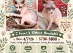 Zena First - Sphynx Kitten For Sale - Jacksonville&comma; FL&comma; US