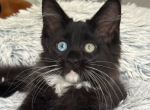 Charley - Maine Coon Cat For Sale - Brighton&comma; CO&comma; US