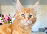 Kenzo - Maine Coon Kitten For Sale - Brighton&comma; CO&comma; US