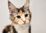 Versace - Maine Coon Kitten For Sale - Brighton&comma; CO&comma; US