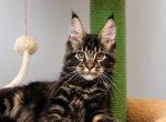 Han - Maine Coon Cat For Sale - Brighton&comma; CO&comma; US