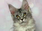 Clover - Maine Coon Kitten For Sale - Brighton&comma; CO&comma; US