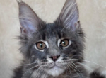 Izya - Maine Coon Kitten For Sale - Brighton&comma; CO&comma; US
