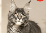 Jina - Maine Coon Kitten For Sale - Brighton&comma; CO&comma; US