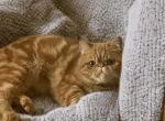 Tiger CFA exotic short hair - Exotic Cat For Sale - PA&comma; US