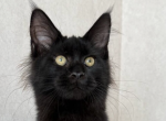Bagira - Maine Coon Kitten For Sale - Brighton&comma; CO&comma; US