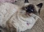 Kats Ravishing Ragdolls - Ragdoll Kitten For Sale - Lancaster&comma; PA&comma; US
