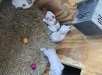 Dapples - Domestic Kitten For Adoption - Sand Lake&comma; MI&comma; US