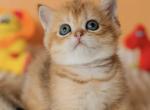 Scottish Harry0 - Scottish Straight Kitten For Sale - Brooklyn&comma; NY&comma; US