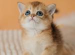 Scottish Happy - Scottish Straight Kitten For Sale - Brooklyn&comma; NY&comma; US