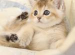 Scottish Elza1 - Scottish Straight Kitten For Sale - Brooklyn&comma; NY&comma; US