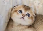 Scottish Erik1 - Scottish Fold Kitten For Sale - Brooklyn&comma; NY&comma; US