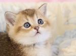 Scottish Eddi - Scottish Straight Kitten For Sale - Brooklyn&comma; NY&comma; US