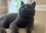 Alice1 - British Shorthair Kitten For Sale - Huntington&comma; NY&comma; US