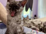 Three kittens one with mittens - Maine Coon Kitten For Sale - Ashville&comma; OH&comma; US