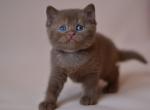 British Juno - British Shorthair Kitten For Sale - Manorville&comma; NY&comma; US