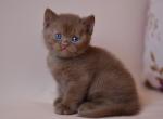 British Jasper - British Shorthair Kitten For Sale - Manorville&comma; NY&comma; US
