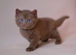 British Joker - British Shorthair Kitten For Sale - Manorville&comma; NY&comma; US