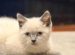 Whitey - British Shorthair Kitten For Sale - 